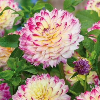 Aphrodite Dahlia Thumbnail